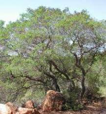 Image result for Galpinia transvaalica