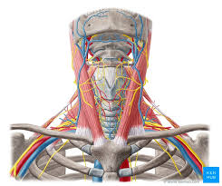 The carotid arteries are a pair of blood vessels located on both sides of your neck that deliver blood to your brain and head. Nerves And Arteries Of Head And Neck Anatomy Branches Kenhub