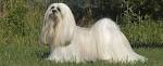 Lhasa Apso - Wikipedia