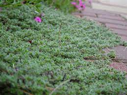 Wooly Thyme Good Ground Cover With Roses Wooly Thyme Thyme Plant Ground Cover