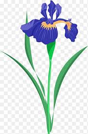 While a california king will measure 72 w x 84 l. Louisiana Iris Png Images Pngegg