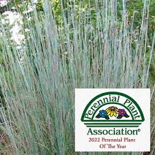 Image result for Schizachyrium