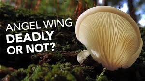 Angel Wing Mushroom Deadly Or Not Angel Wings Mushroom Plant Fungus Wings