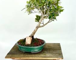 Image result for Ficus tettensis
