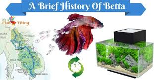Welcome To Itsafishthing Com Betta Fish Betta Betta Fish Care