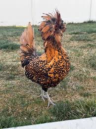 Anyone familiar with sexing golden laced polish: r/chickens| orderexoticpoultry.com 