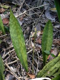 Image result for Eulophia