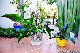 Philodendron Imperial Red Care And Growing Tips