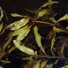Image result for Potamogeton schweinfurthii