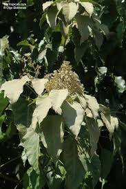 Image result for Aleurites