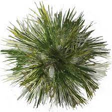 Picture 2029050 Pine Tree Top View Png Trees Top View Tree Plan Garden Illustration