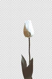 زهر توليب زهرة فلورا أروم زنابق إناء علم النبات