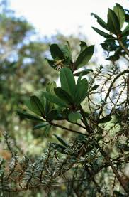 Image result for Rapanea melanophloeos