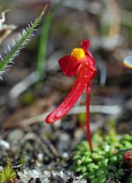 Image result for Disa satyriopsis