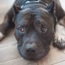 Point coloration in an animal is when the body is a light color and the extremities (ears, tail, feet, etc.) have darker fur. Pitbull Colors Rare Uncommon Colors Of Pitbulls