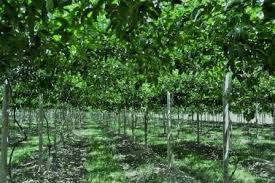 To grow like a professional, use a trellis to promote the vertical height of the vine. Trellis Systems Passionfruit Australia Inc