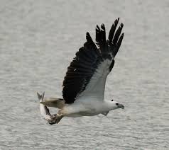 The eagle foodbank is open to all residents of eagle or star who are in need of food assistance. Sea Eagles The Food They Eat