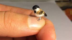 This is believed to be the lowest weight limit for any warm. Fact Check This Is A Big Lie About A Little Bird
