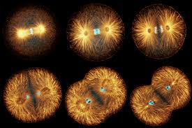 It occurs it two main phases. Switching Off Enzymes To Block Cell Division In Cancer Fiercebiotech