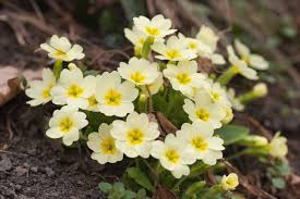 Image result for Primula