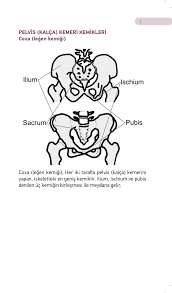 This term was first used in the 16th century by andreas vesalius to any projection of. Pdf Pelvis Kalca Kemeri Kemikleri Coxa Legen Kemigi