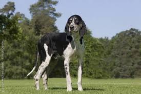 Black And White Hound Dog Breed French White And Black Hound 2puppies Com French Dog Breeds Unique Dog Breeds Dog Breeds