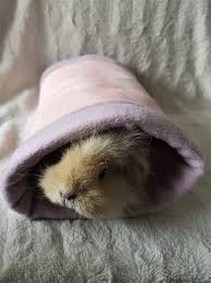 Maybe you would like to learn more about one of these? Small Guinea Pig Fleece Tunnel Tube Polka Dots Hedgehog Pastel Colors Rat Hammock Sugar Glider Cage Accessories Ready To Ship Pet Hammocks Pet Supplies Delage Com Br