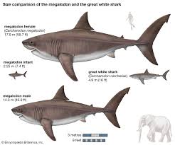 Many 'species' have been named, but the fossil teeth are difficult to distinguish from one another as well as similar genera, such as odontaspis and. Megalodon Size Fossil Teeth Facts Britannica