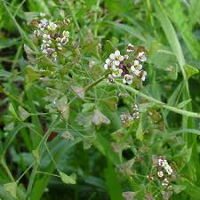 Image result for Capsella