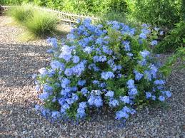 Image result for Plumbago