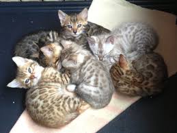 When you are ready, contact the cat breeders, rescues or pet owners of your favorite kittens to learn more and plan your visit. Bengal Kitten Adoption Bengal Kittens Auckland Bengal Kittens For Sale