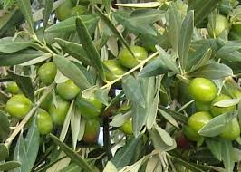 Healthy Olive Oil Bitter Is Better Olijfolie Gezond Bio
