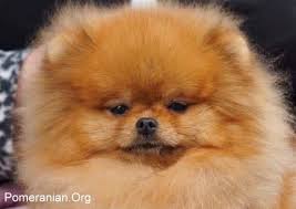 Pomeranian Temperament In 2020 Pomeranian Temperament Pomeranian Puppy Pomeranian Breed