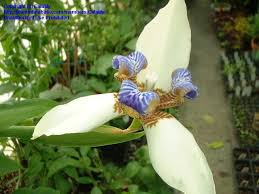 Image result for Neomarica northiana