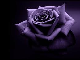 Purple Rose Wallpapers Top Free Purple Rose Backgrounds Wallpaperaccess Find over 100+ of the best free purple rose images. purple rose wallpapers top free