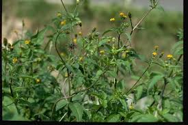 Image result for Bidens pilosa