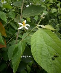 Image result for Grewia mollis