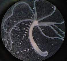 Hydra dapat berkembang biak secara generatif dengan membentuk ovarium dan testis atau dengan cara pengawinan untuk melebur sel jantan dan betina. Hydra Genus Wikipedia Bahasa Indonesia Ensiklopedia Bebas
