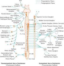 Image result for Sympathetic Nervous System