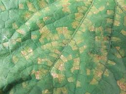 Image result for mildew on cucumbers