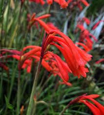 Image result for Cyrtanthus galpinii