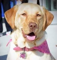 Hajheydari z., akbari j., saeedi m., shokoohi l. Molly Alopecia X The Holistic Vet