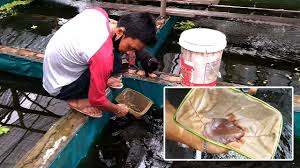 20+ ide desain kolam renang indoor minimalis terupdate. Panen Perdana Kutu Air Di Kolam Terpal Luar Biasa Youtube