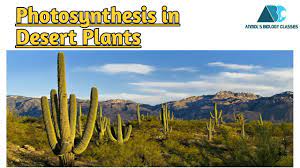 Succulent (water storing) plants such as cacti, euphorbias fix c02 into organic compound using pep carboxylase at night, when the. Photosynthesis In Desert Plants Youtube