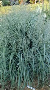 Image result for Panicum nervatum