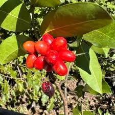 Image result for Artabotrys monteiroae