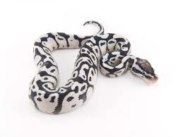 Axanthic Firefly Morph List World Of Ball Pythons Ball Python Ball Python Morphs Pet Snake