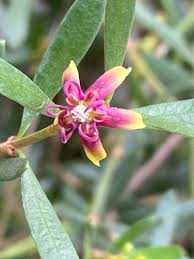 Image result for Periploca