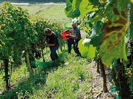 Barolo wein weinhandel champagner, dornfelder und chefkoch weinlese wann. Jahresverlauf Des Frankenwein Weinlese Franken Wein Schoner Land
