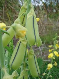Image result for Crotalaria pallidicaulis